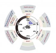 山西大學(xué)文獻(xiàn):晝夜節(jié)律紊亂與臭氧誘導(dǎo)的小鼠肝臟葡萄糖代謝紊亂有關(guān)